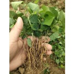 粉防己碱 Tetrandrine (NSC-77037; d-Tetrandrine)  分析标准品,HPLC≥98%