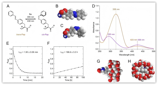 光控的蛋白纯化新方法